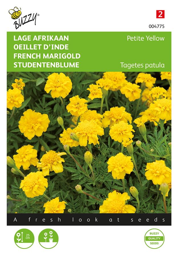 Buzzy® Lage afrikaan zaden - Petite Yellow afbeelding