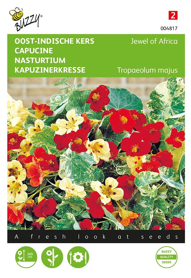 Buzzy® Oost-Indische kers zaden - Jewel of Africa afbeelding