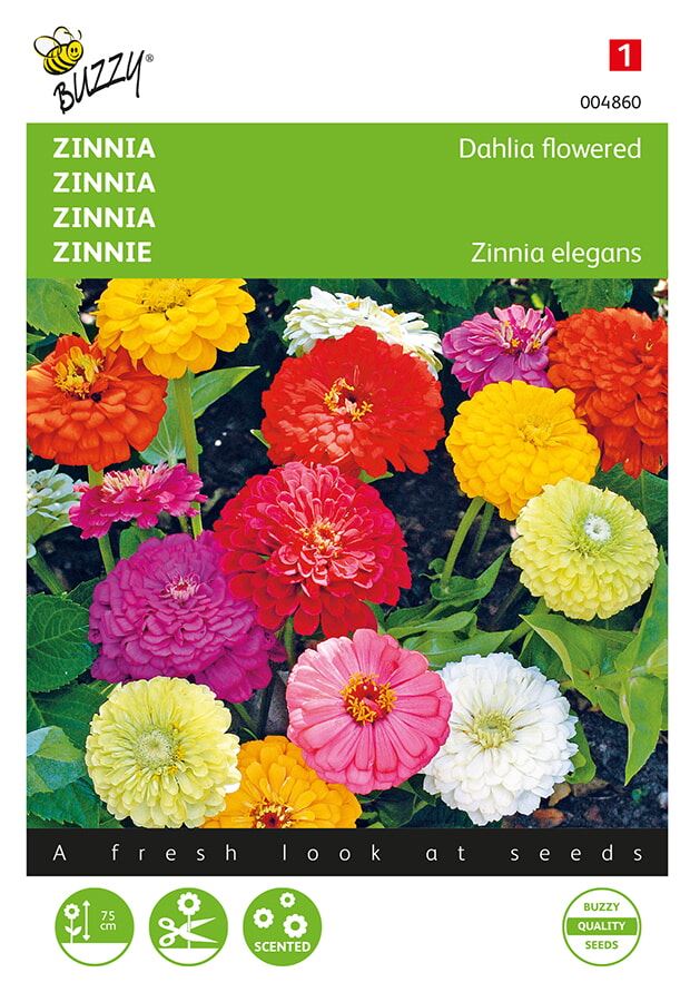 Buzzy® bloemzaden - Zinnia afbeelding