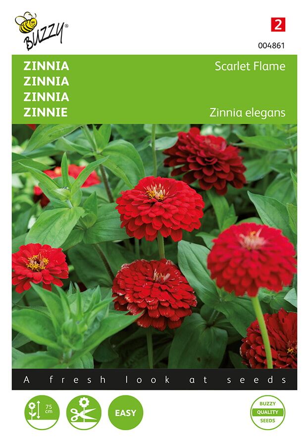 Buzzy Zinnia Scarlet Flame afbeelding