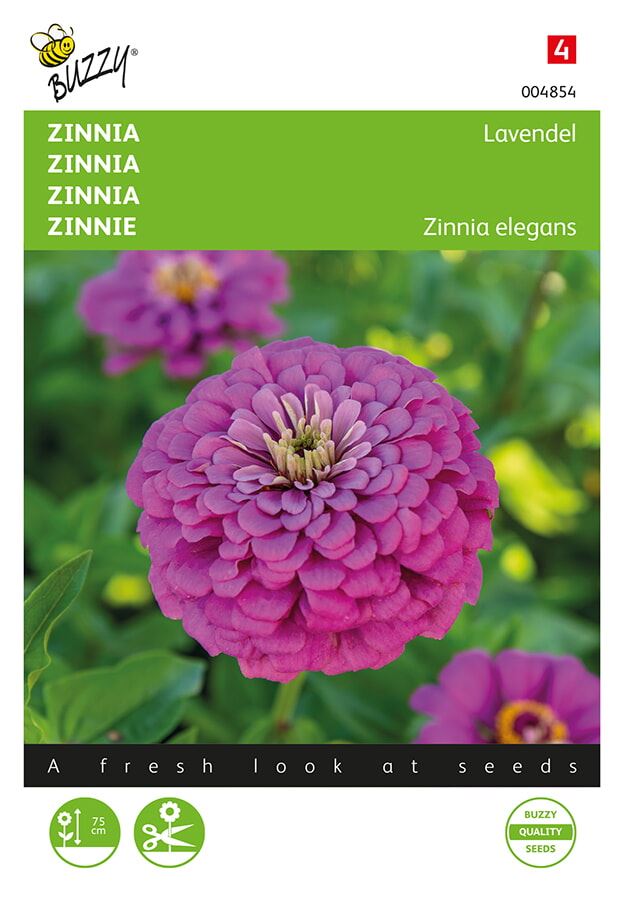 Buzzy Zinnia Lavendel afbeelding