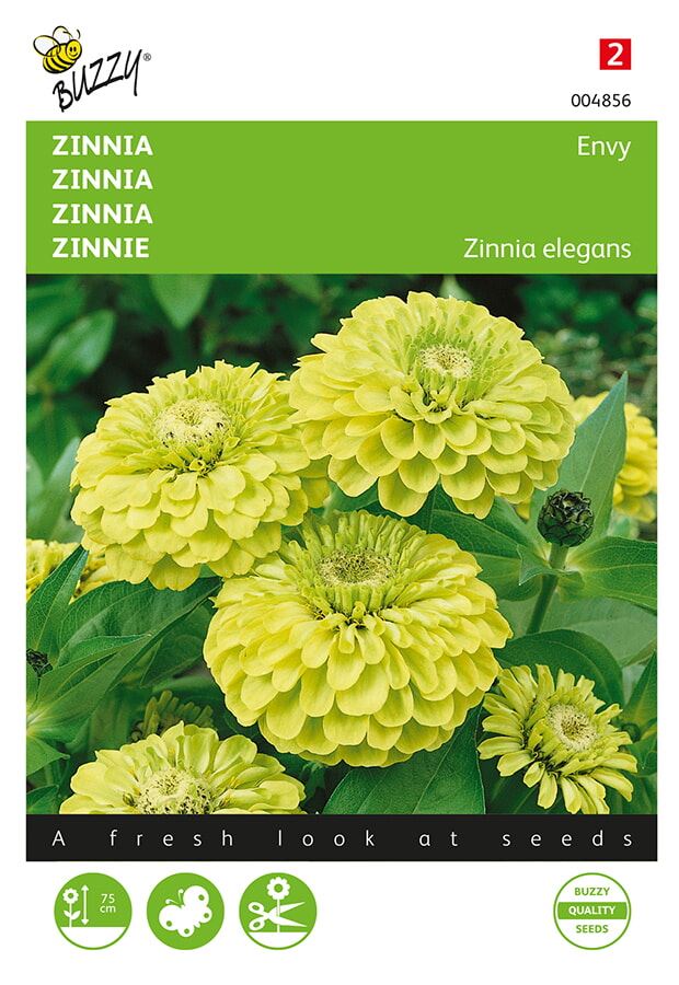 Buzzy Zinnia Envy afbeelding