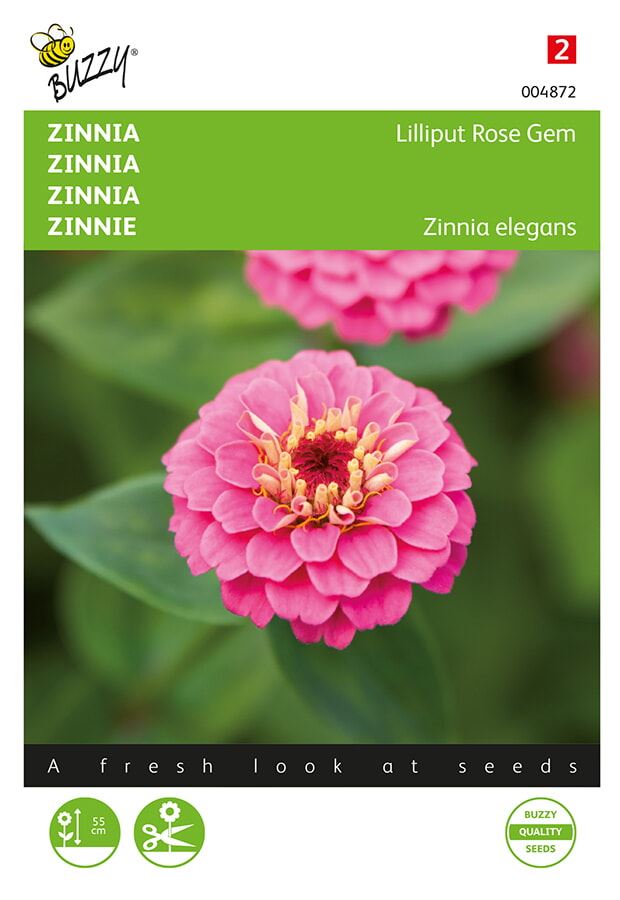 Buzzy Zinnia Lilliput Rose Gem afbeelding