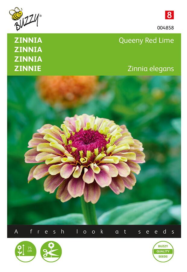 Buzzy Zinnia Queeny Red Lime afbeelding