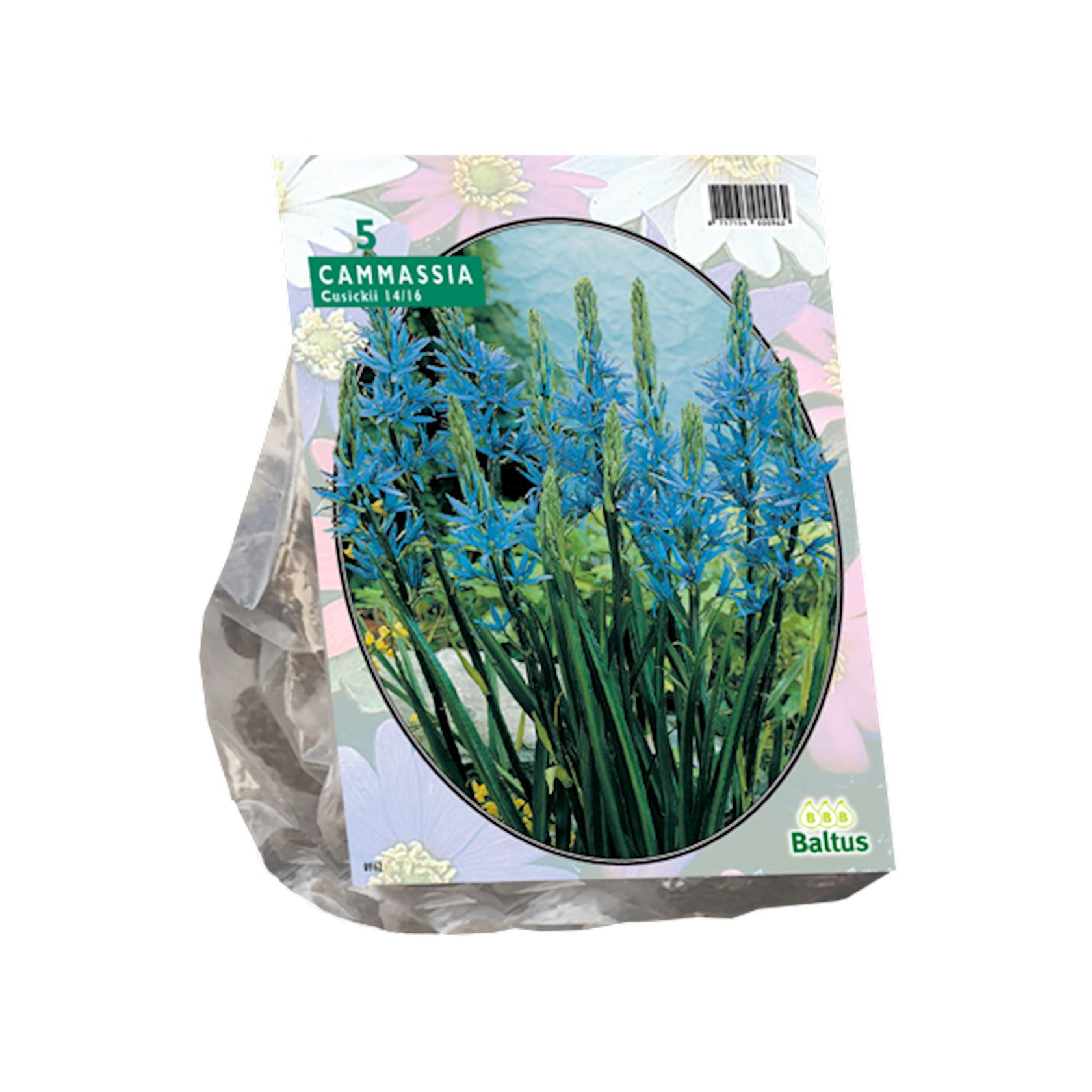 Baltus'Camassia Cusickii'voorjaarsbloeiers - 5 bollen afbeelding