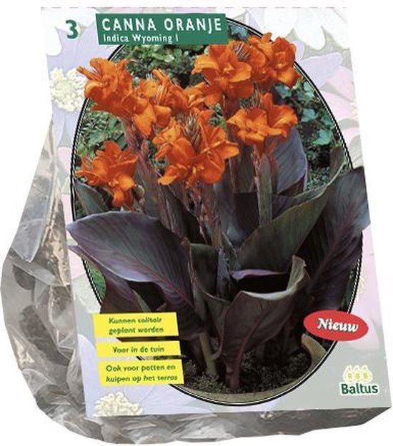 Baltus indisch riet (canna)'Canna bruinblad'- Oranje - Najaarsbloeiers - Per 3 bollen (oranje) afbeelding