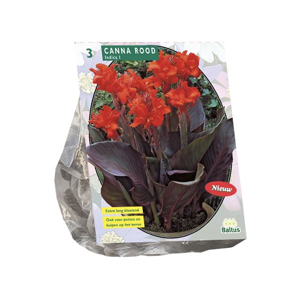 Baltus indisch riet (canna)'Canna donkerroodblad'- Rood - Najaarsbloeiers - Per 3 bollen (rood) afbeelding