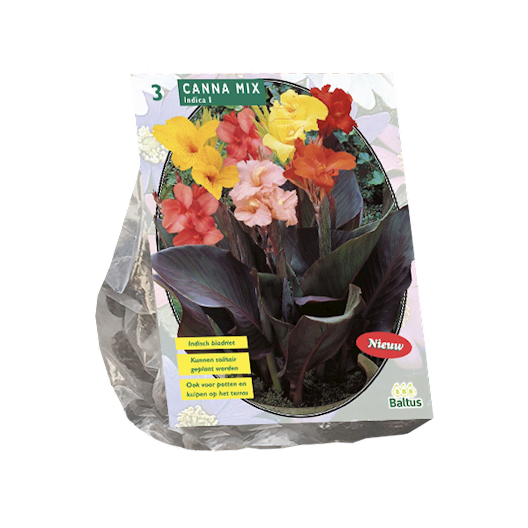 Baltus indisch riet (canna)'Canna'- Gemengd - Najaarsbloeiers - Per 3 bollen (rood, geel, roze) afbeelding