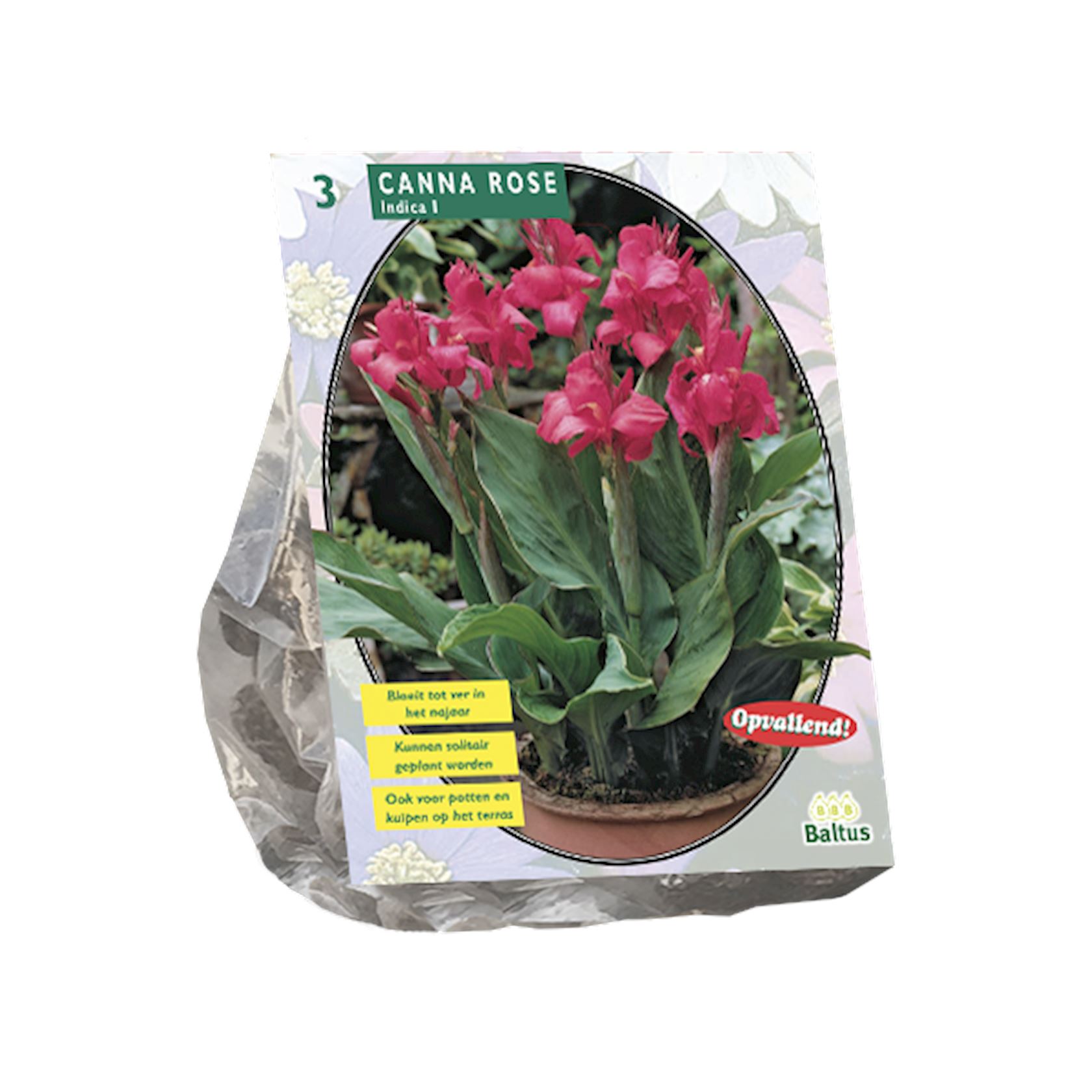 Baltus indisch riet (canna)'Canna groenblad'- Roze - Najaarsbloeiers - Per 3 bollen (roze) afbeelding