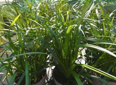 Carex morrowii'Irish Green'- biopot diameter 8 cm afbeelding