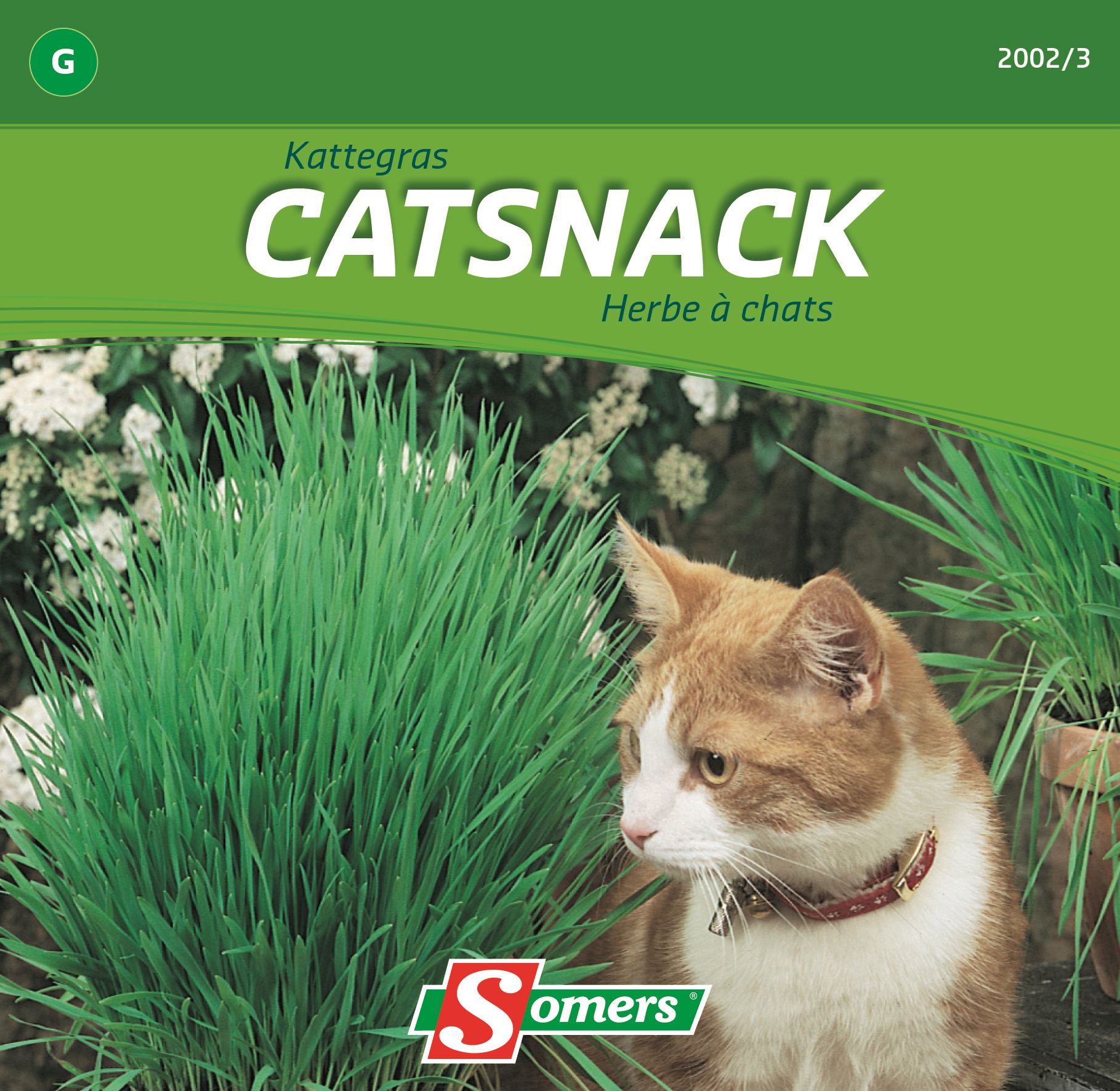 Somers Kattegraszaden - Catsnack - Zaadvast kattengras afbeelding