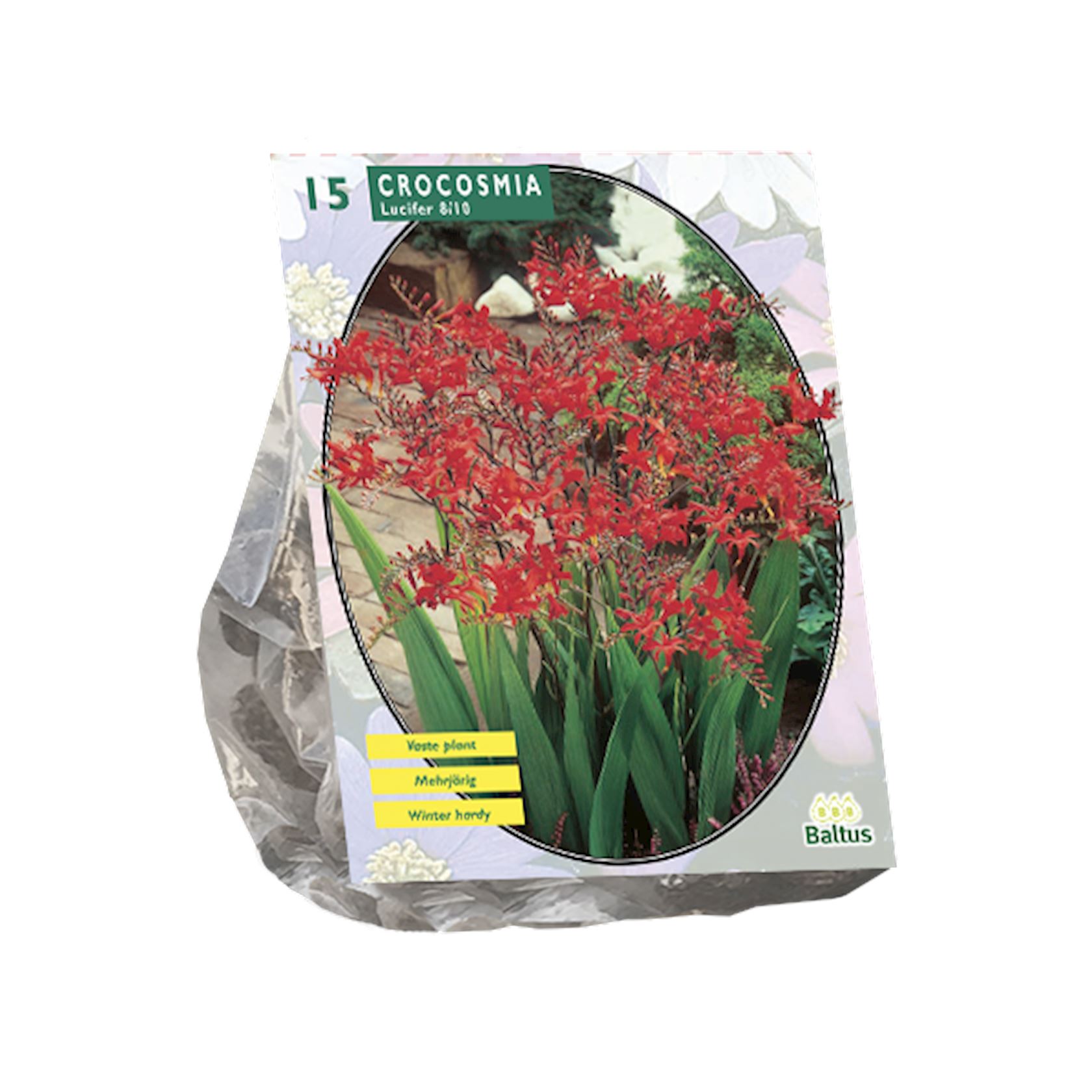Baltus iris (iridaceae)'Crocosmia Lucifer'- Voorjaarsbloeiers - Per 15 bollen (rood) afbeelding
