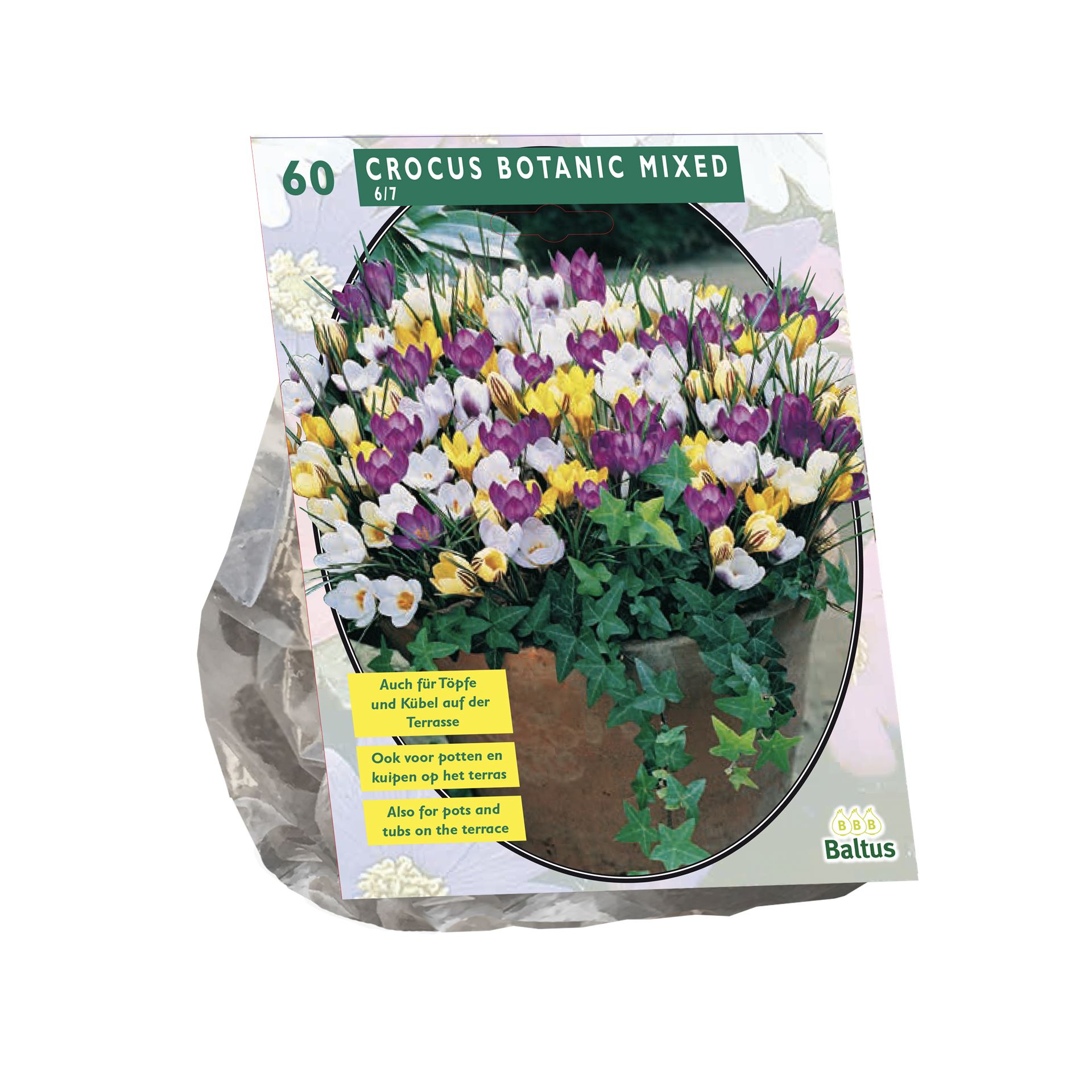 Baltus 'Crocus Botanisch' - voorjaarsbloeiers - 60 bollen