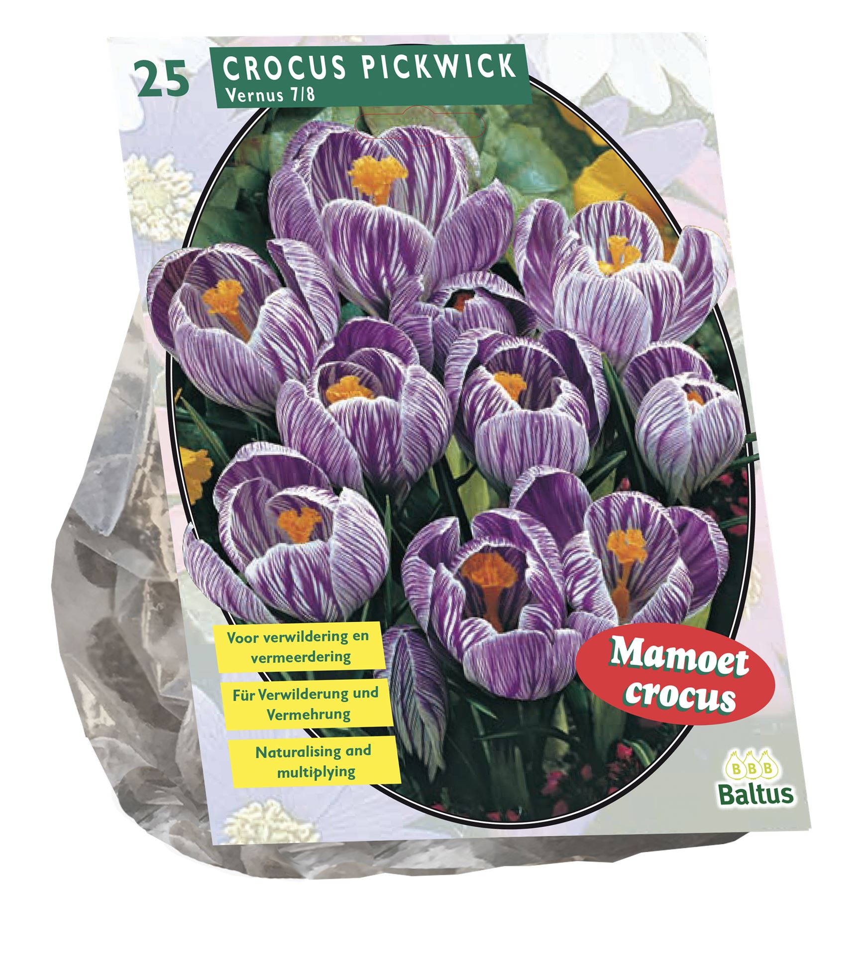 Baltus 'Crocus Grootbloemig' - voorjaarsbloeiers - Gestreept - 25 bollen