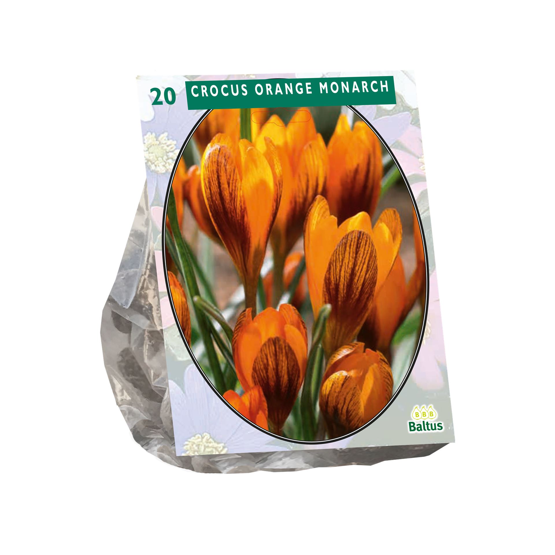 Baltus Crocus Orange Monarch - Voorjaarsbloeiers - 20 bollen