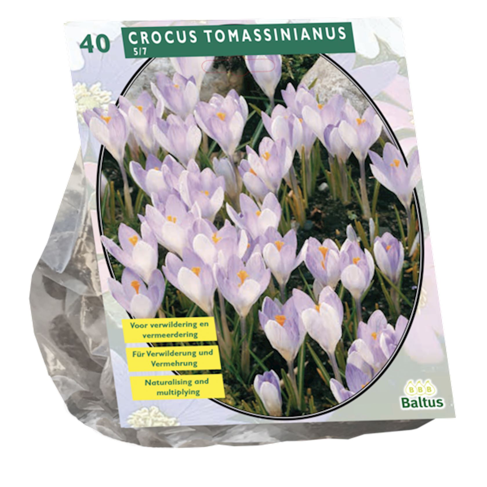 Baltus Crocus Tomassinianus - voorjaarsbloeiers - 40 bloembollen