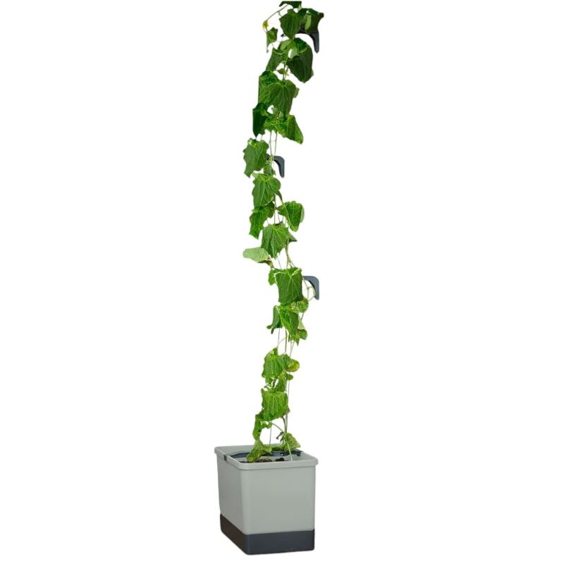 Gusta Garden CURT CUCUMBER - komkommerplanter met waterreservoir - lichtgrijs afbeelding