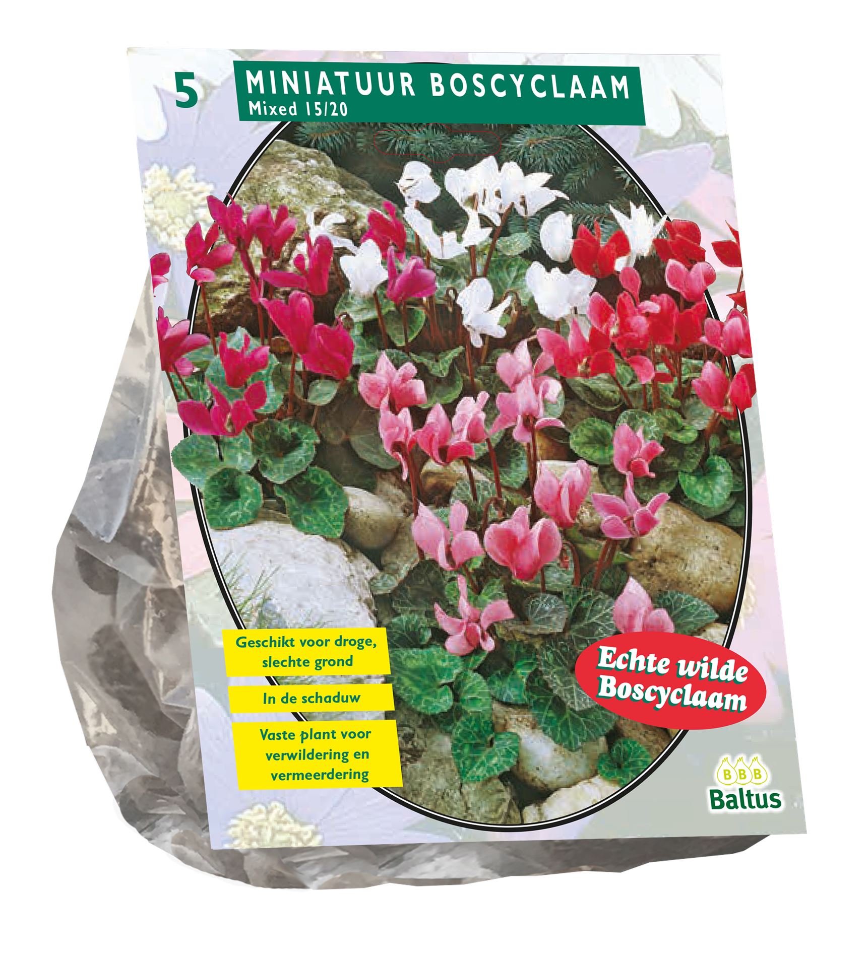 Baltus Tuincyclaam - Mix - najaarsbloeier - per 5 afbeelding