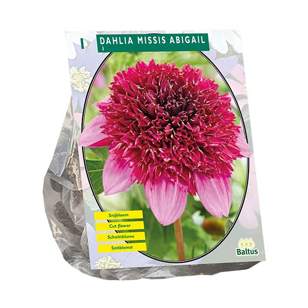 Baltus Dahlia Anemone Missis Abigail - 1 stuks - Anemonebloemig afbeelding