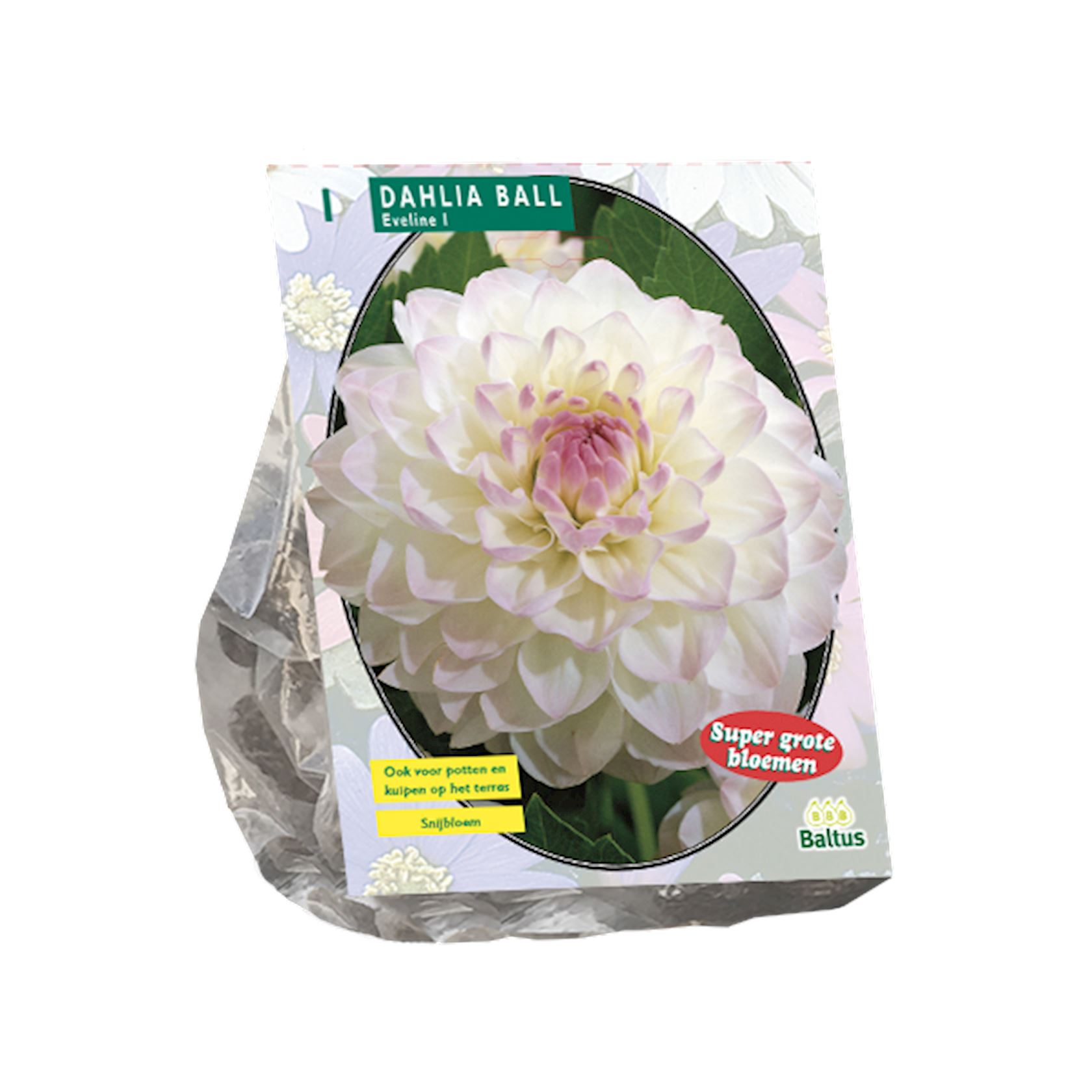 Baltus dahlia'Ball Eveline'- Najaarsbloeiers - 1 bol (wit) afbeelding