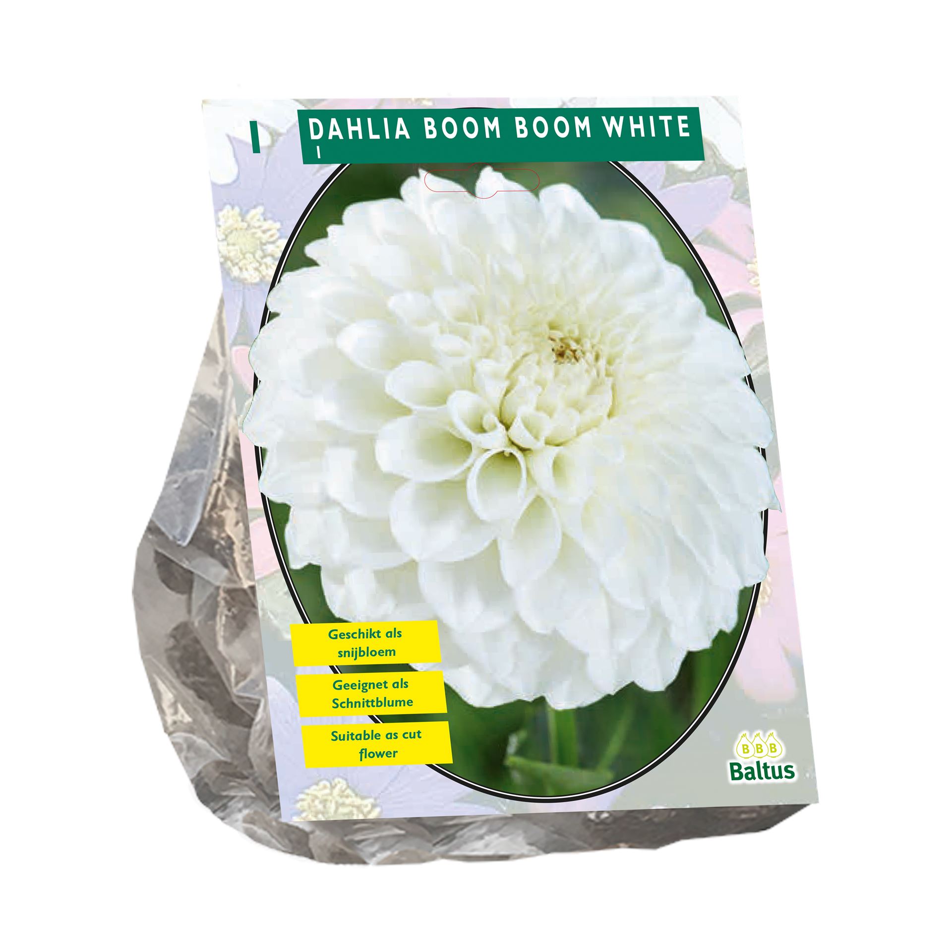 Baltus dahlia'Boom Boom White'- Wit - Najaarsbloeiers - 1 bol (wit) afbeelding