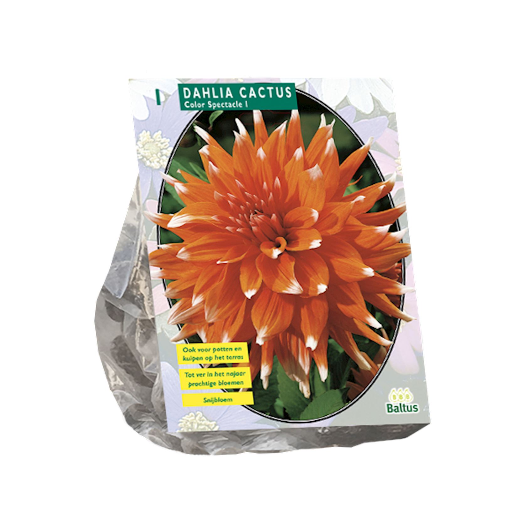 Baltus dahlia'Cactus Colour Spectacle'- Najaarsbloeiers - 1 bol (rood, geel) afbeelding