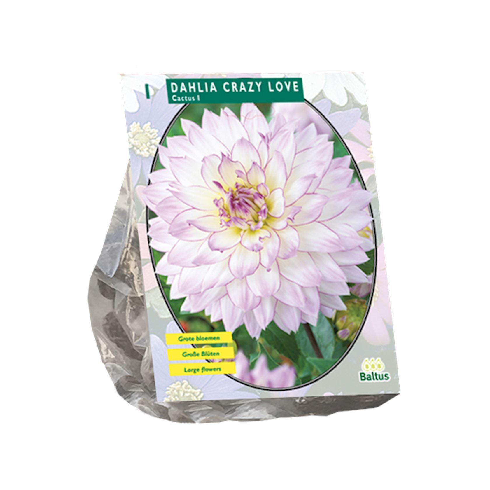 Baltus dahlia'Cactus Crazy Love'- Najaarsbloeiers - 1 bol (roze, wit) afbeelding