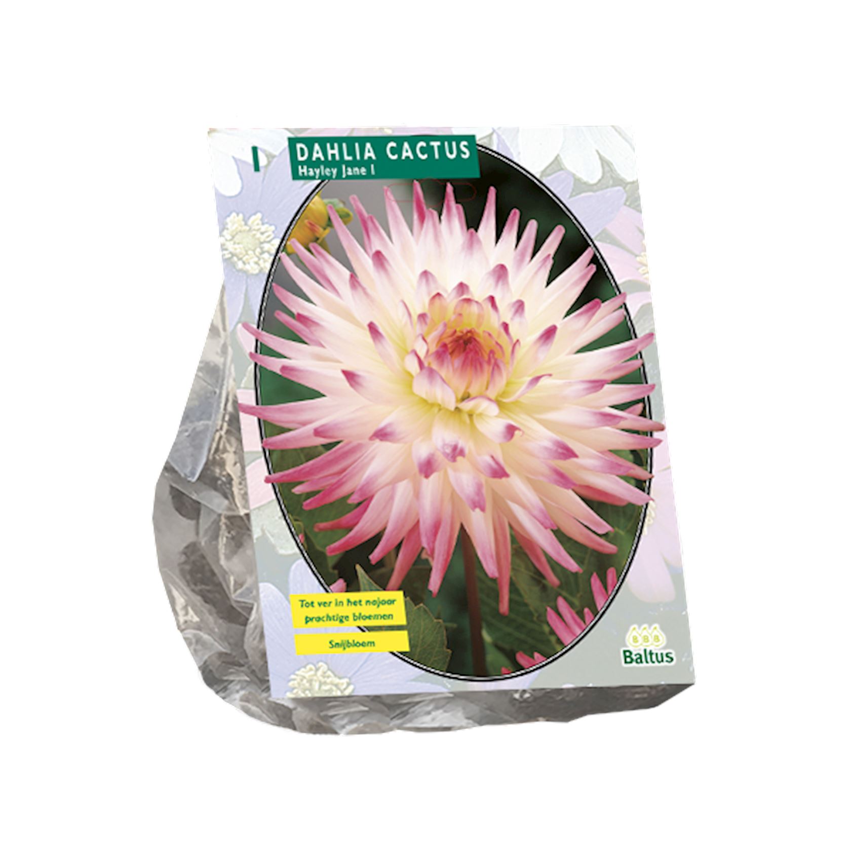 Baltus dahlia'Cactus Hayley Jane'- Najaarsbloeiers - 1 bol (roze, wit) afbeelding