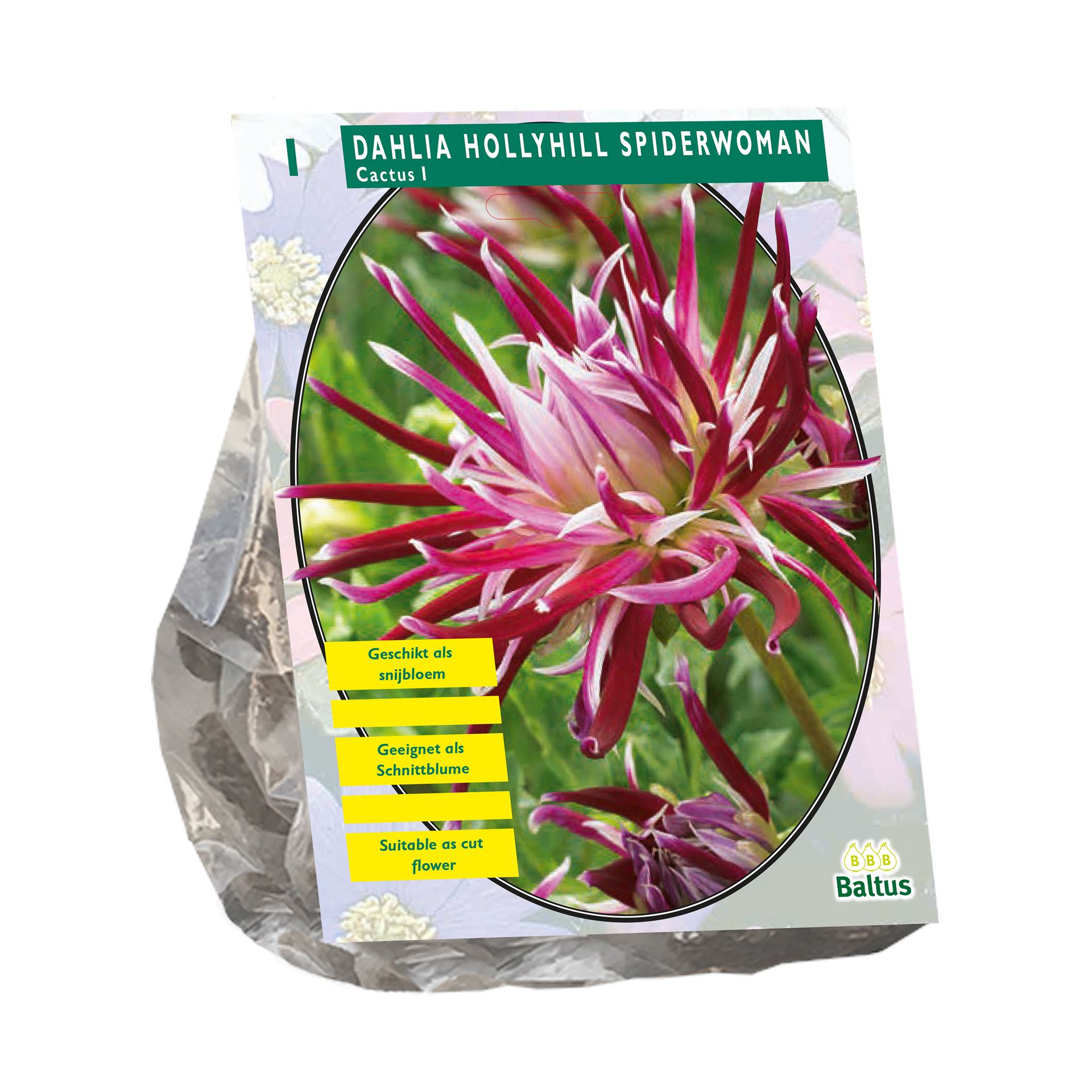 Baltus dahlia'Cactus Hollyhill Spiderwoman'- Najaarsbloeiers - 1 bol (paars) afbeelding