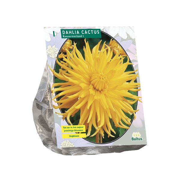 Baltus dahlia'Cactus Kennemerland'- Najaarsbloeiers - 1 bol (rood) afbeelding