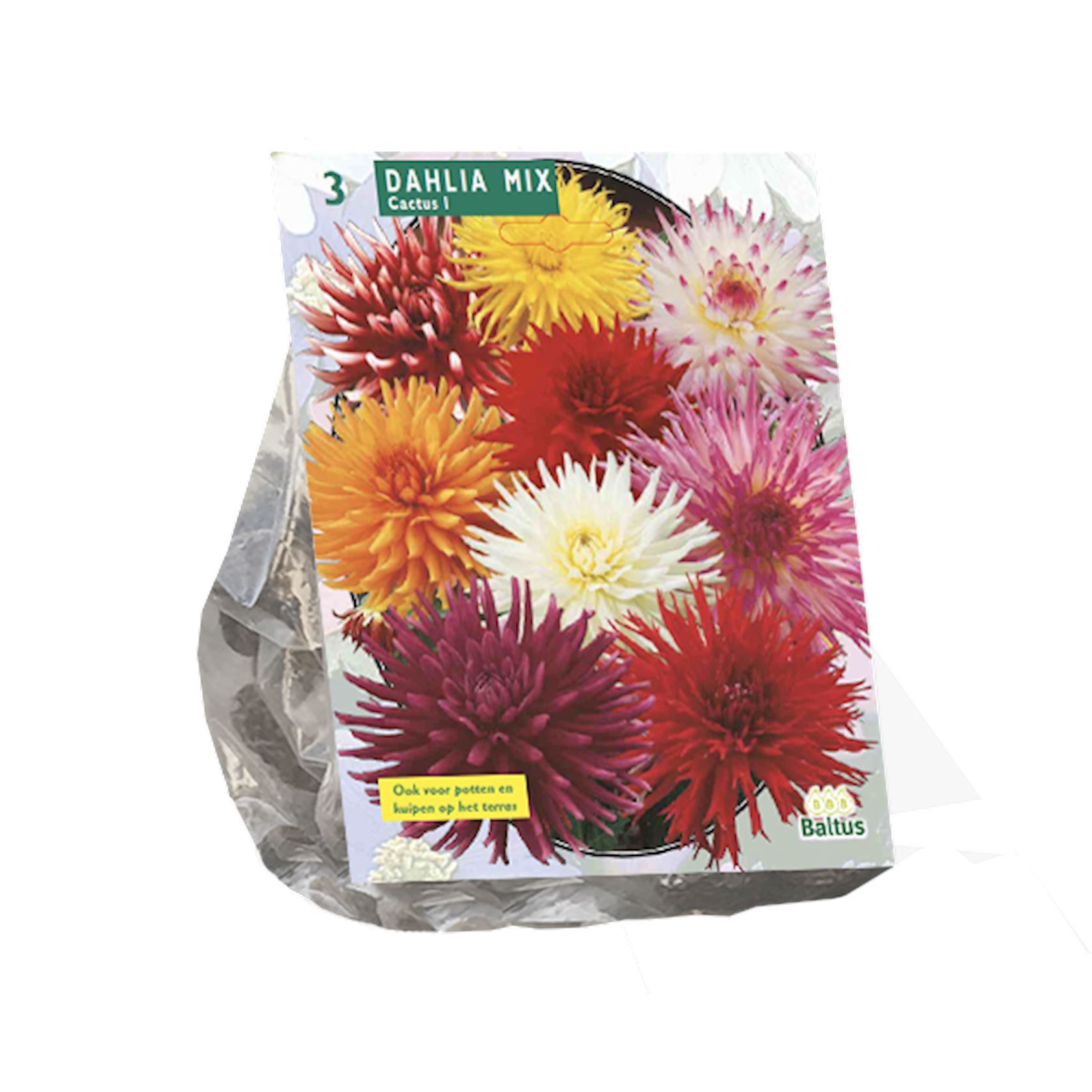Baltus Dahlia'Cactus Mixed'- Najaarsbloeiers - Mix per 3 bollen afbeelding
