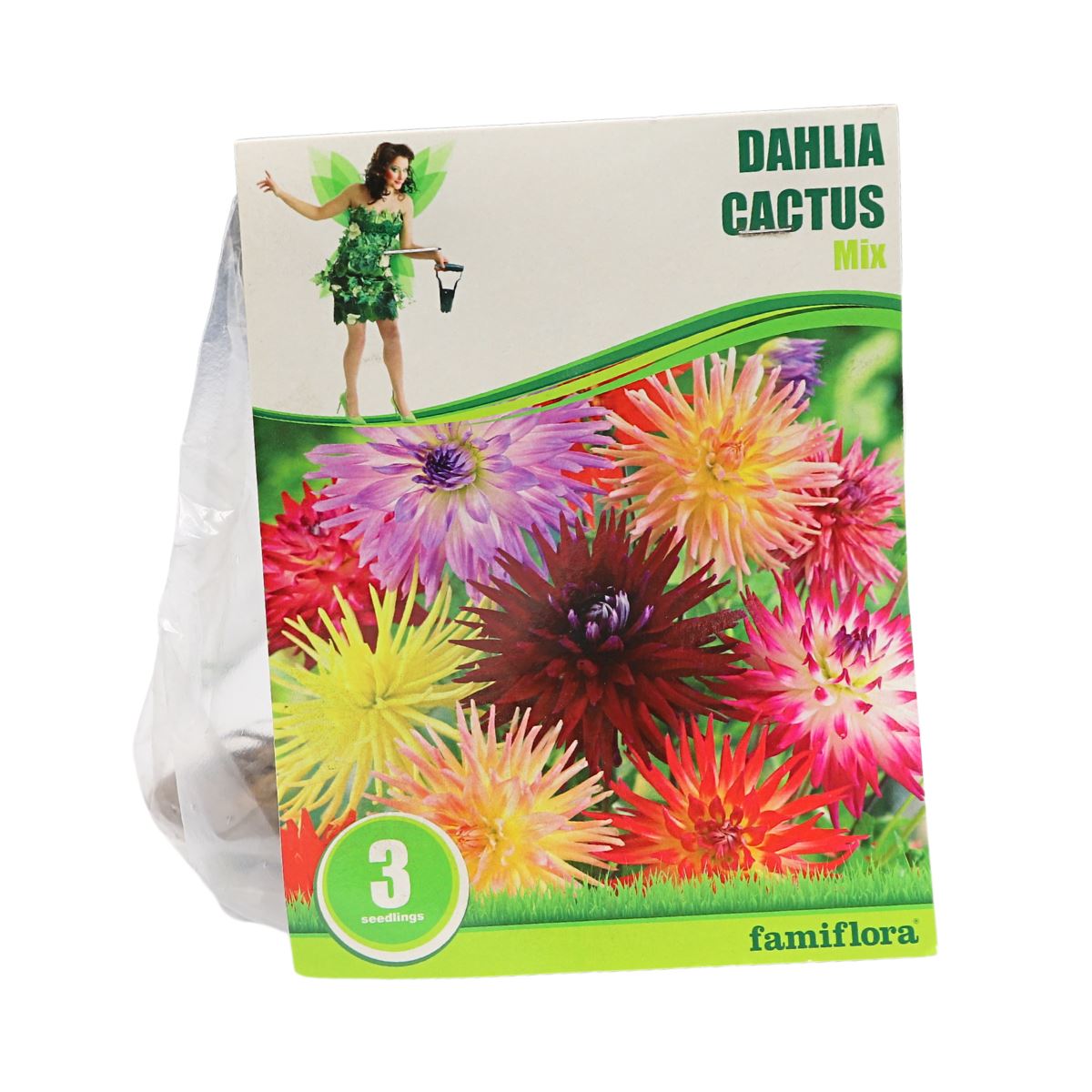 Famiflora dahlia'Cactus'- Mix - Najaarsbloeiers - Per 3 bollen (rood, geel, roze) afbeelding