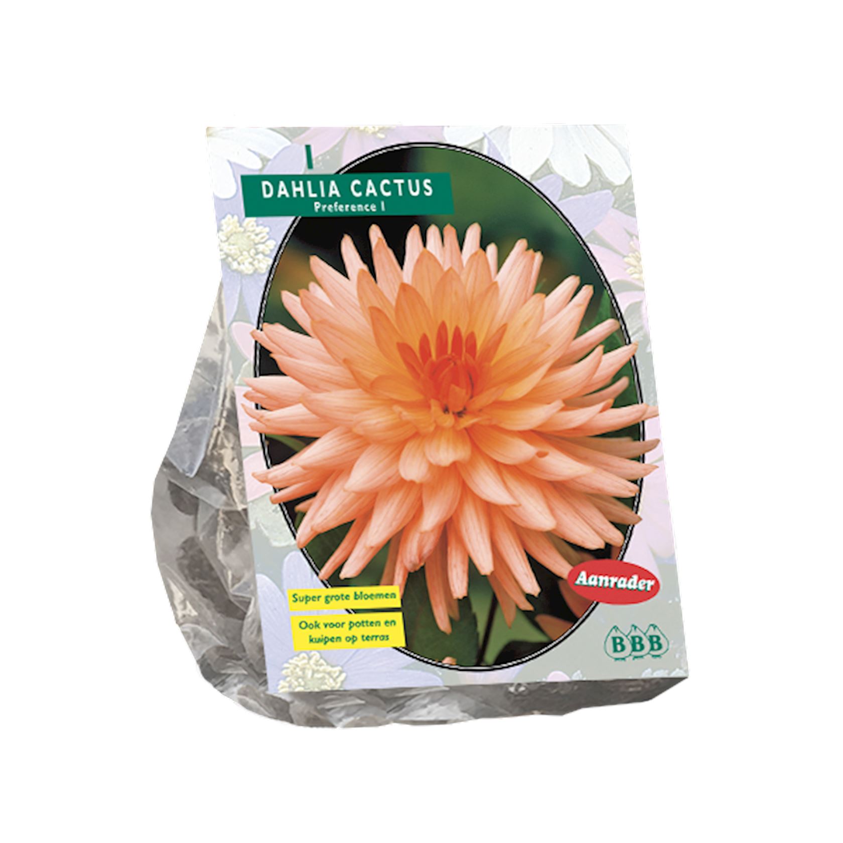 Baltus dahlia'Cactus Preference'- Najaarsbloeiers - 1 bol (roze) afbeelding