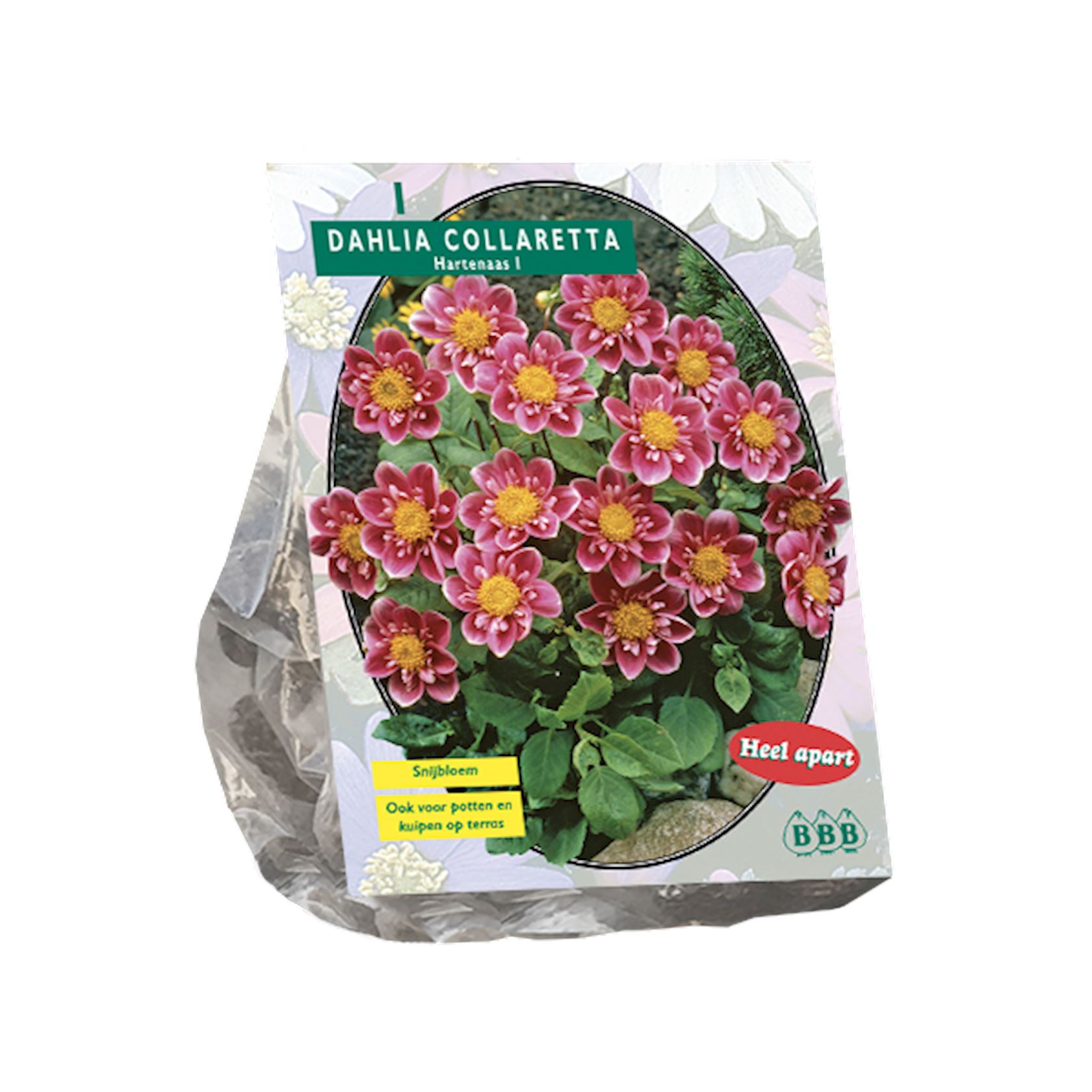 Baltus dahlia'Collarette hartenaas'- Najaarsbloeiers - 1 bol (rood) afbeelding