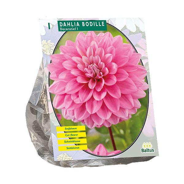 Baltus Dahlia Decoratief Bodille - 1 Bloembol - Roze afbeelding