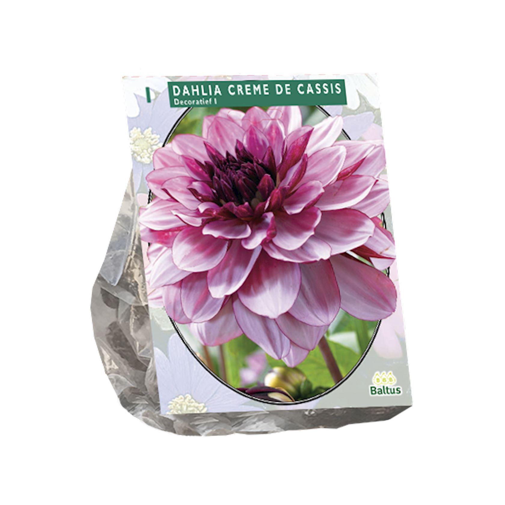 Baltus dahlia'Crème de Cassis'- Decoratief - Najaarsbloeiers - 1 bol (roze) afbeelding