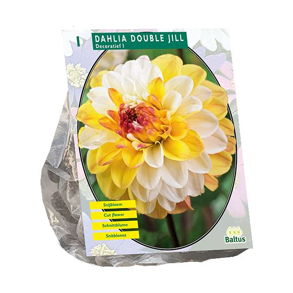 Baltus Dahlia Double Jill - 1 stuks - Dubbelbloemig afbeelding