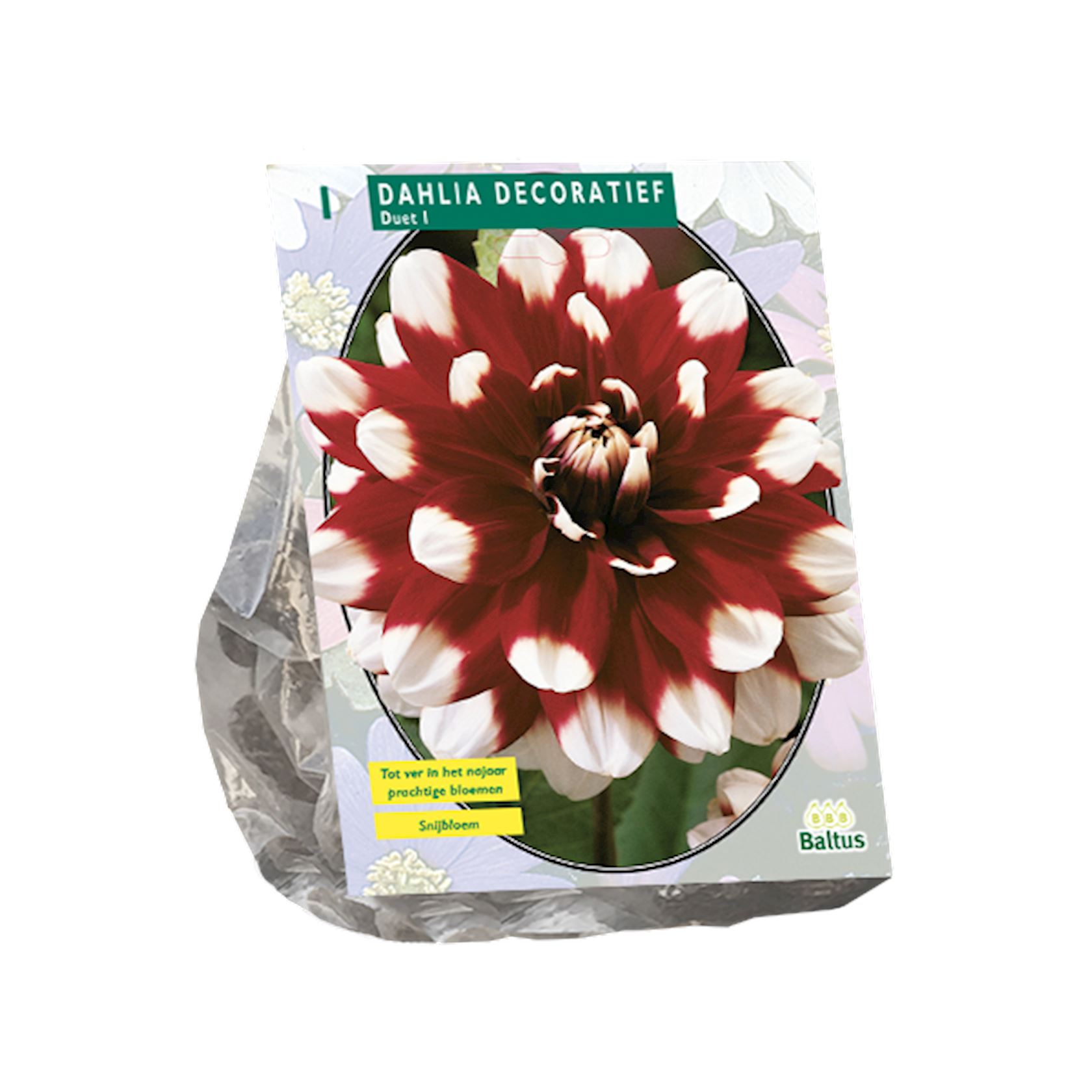 Baltus dahlia'Duet'- Decoratief - Najaarsbloeiers - 1 bol (rood, wit) afbeelding