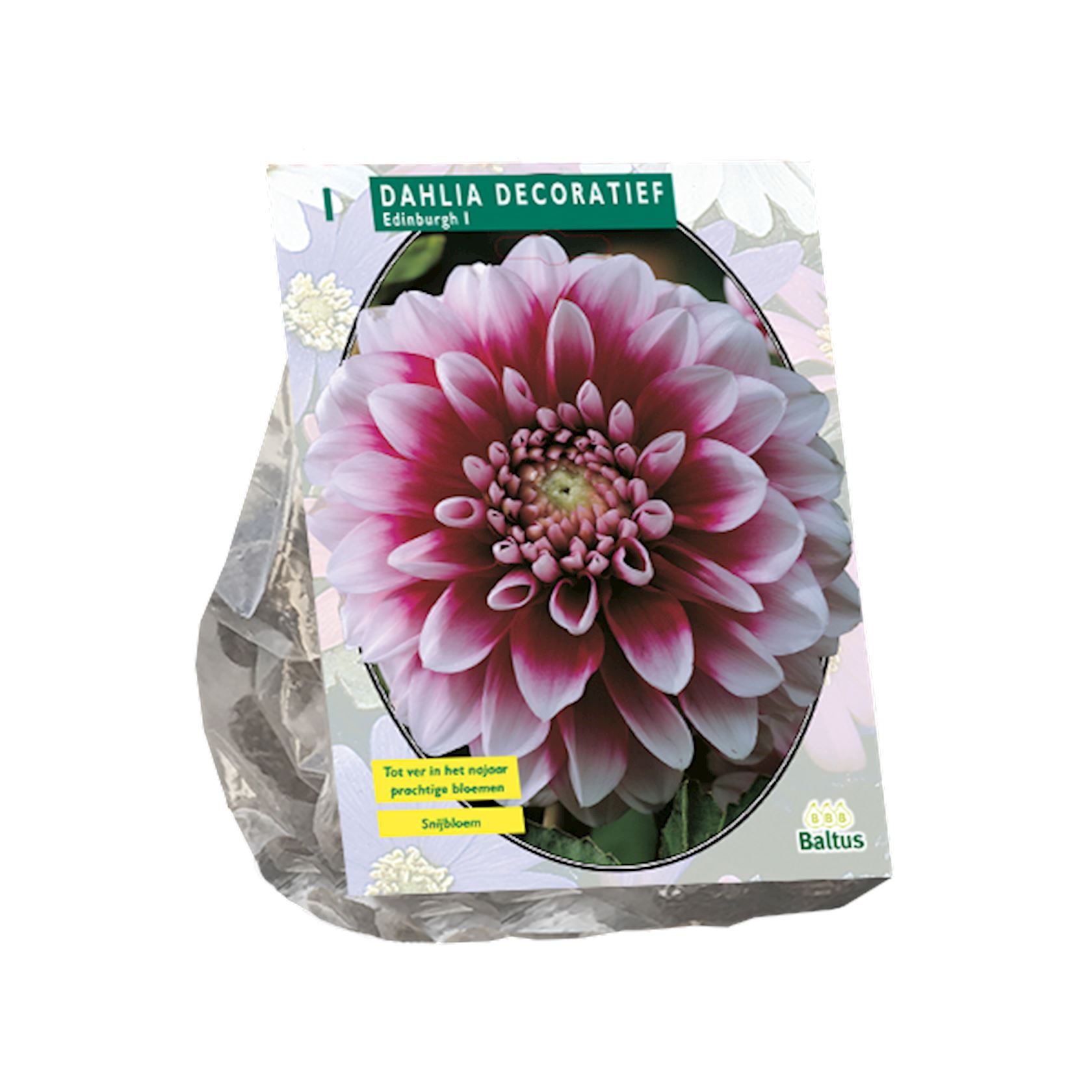 Baltus dahlia'Edinburgh'- Decoratief - Najaarsbloeiers - 1 bol (roze) afbeelding