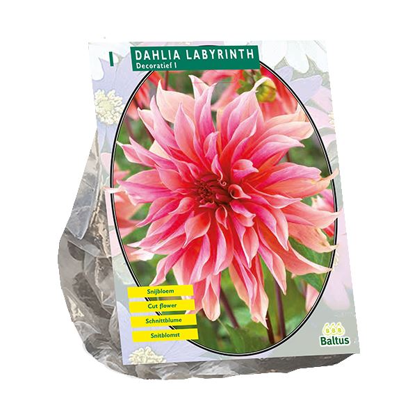 Baltus Dahlia Decoratief Labyrinth - 1 stuks - Decoratieve Dahlia afbeelding