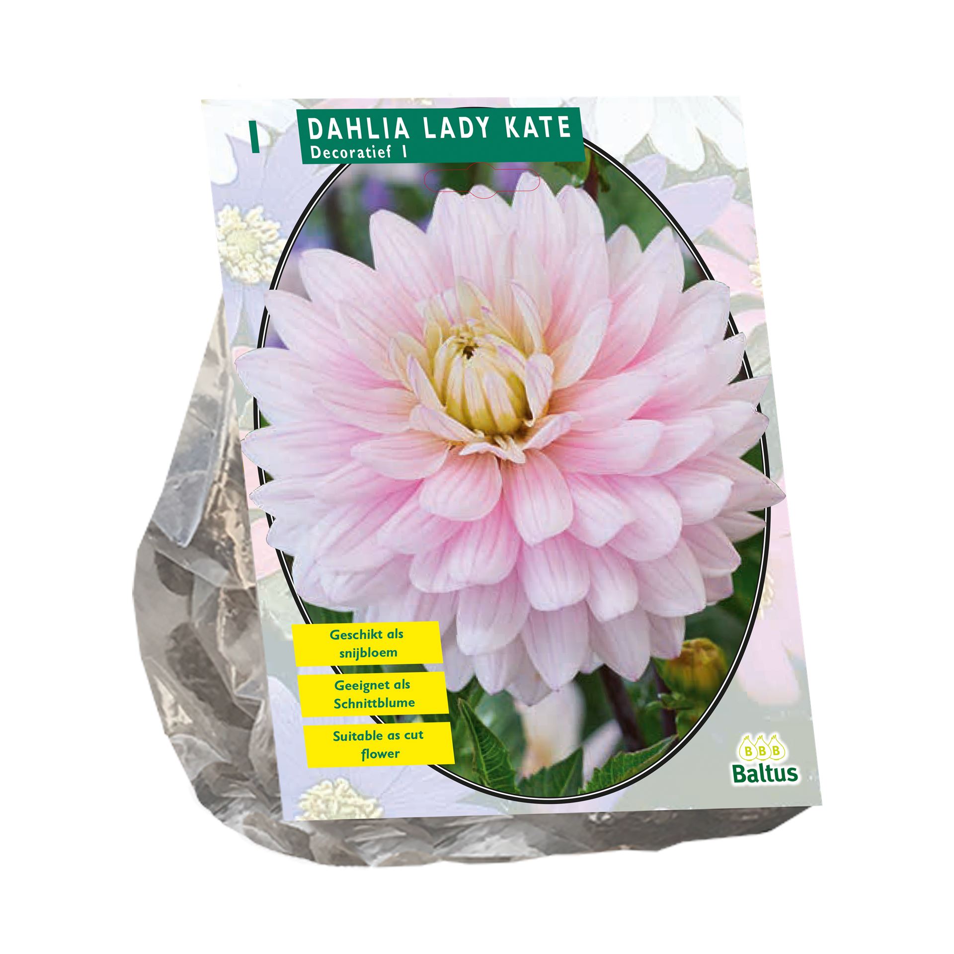 Baltus dahlia'Lady Kate'- Decoratief - Najaarsbloeiers - 1 bol (roze) afbeelding