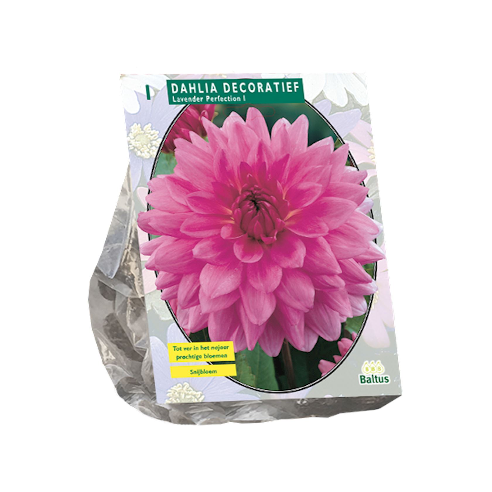 Baltus dahlia'Lavender Perfection'- Decoratief - Najaarsbloeiers - 1 bol (paars) afbeelding