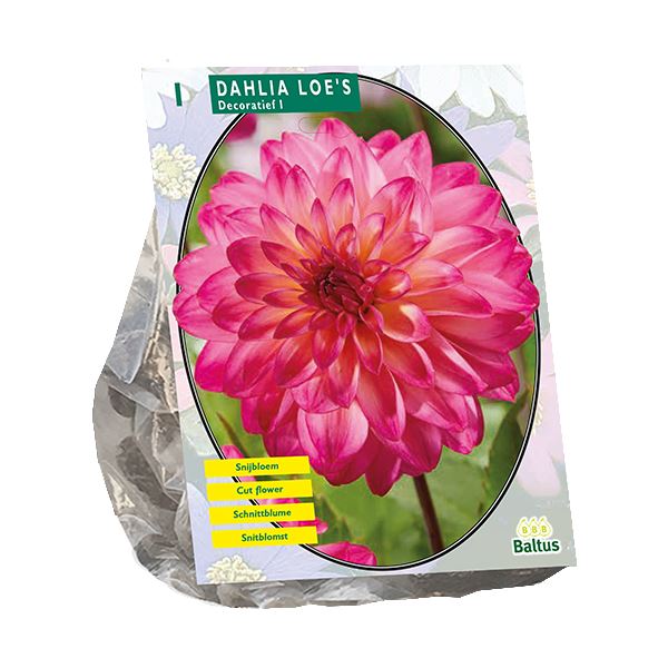 Baltus Dahlia Decoratief Loe's - 1 stuks - Decoratieve Dahlia afbeelding