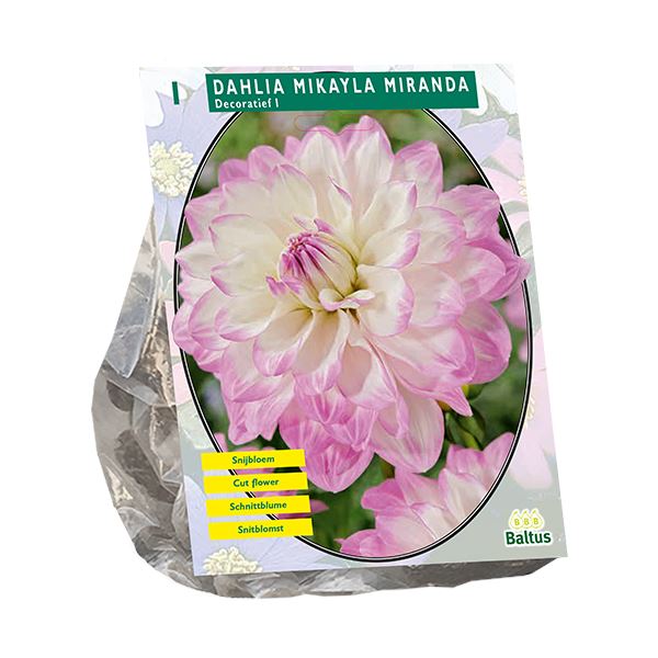 Baltus Dahlia Decoratief Mikayla Miranda - 1 stuks - Decoratieve Dahlia afbeelding