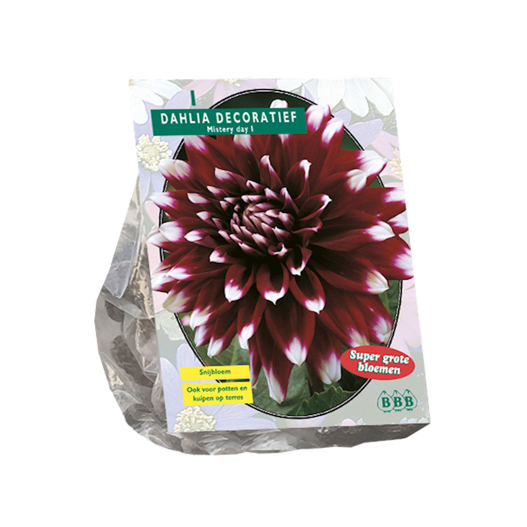 Baltus dahlia'Mistery Day'- Decoratief - Najaarsbloeiers - 1 bol (rood) afbeelding