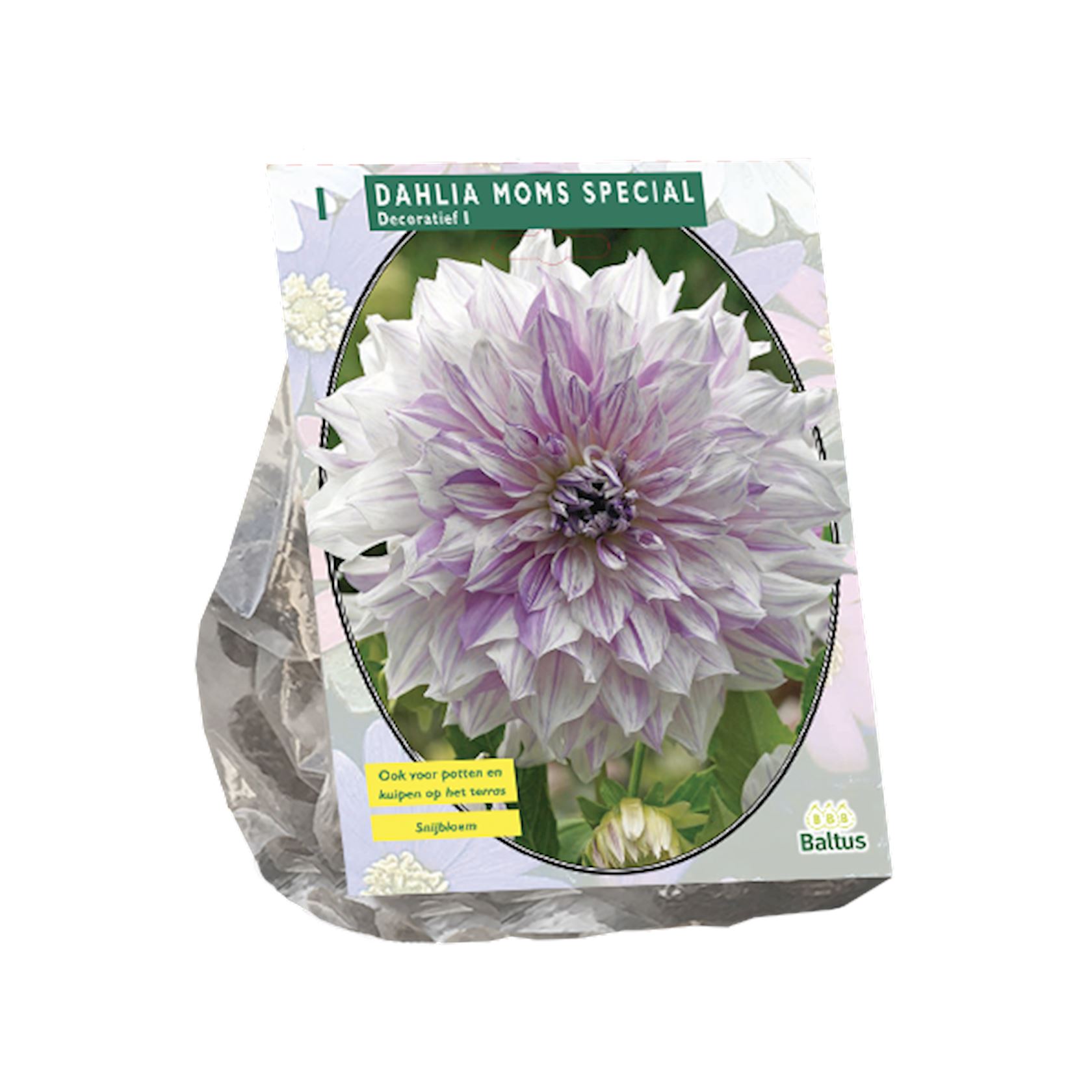 Baltus dahlia'Mom's Special'- Decoratief - Najaarsbloeiers - 1 bol (wit, paars) afbeelding