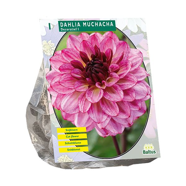 Baltus Dahlia Decoratief Muchacha - 1 stuks - Decoratieve Dahlia afbeelding