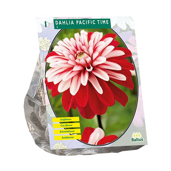 Baltus Dahlia Decoratief Pacific Time - 1 stuks - Decoratieve Dahlia afbeelding