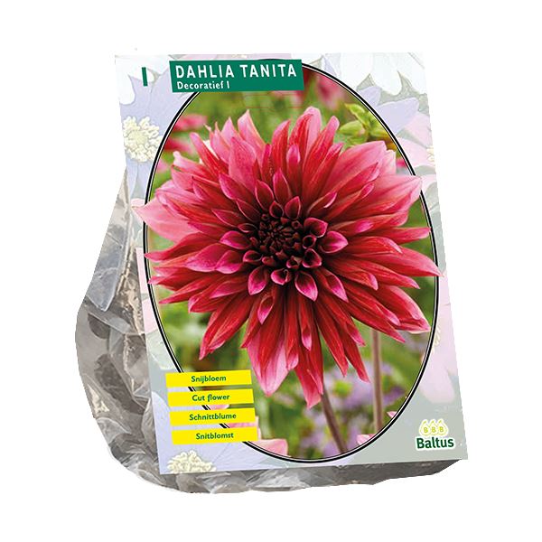 Baltus Dahlia Decoratief Tanita - 1 stuks - Decoratieve Dahlia afbeelding