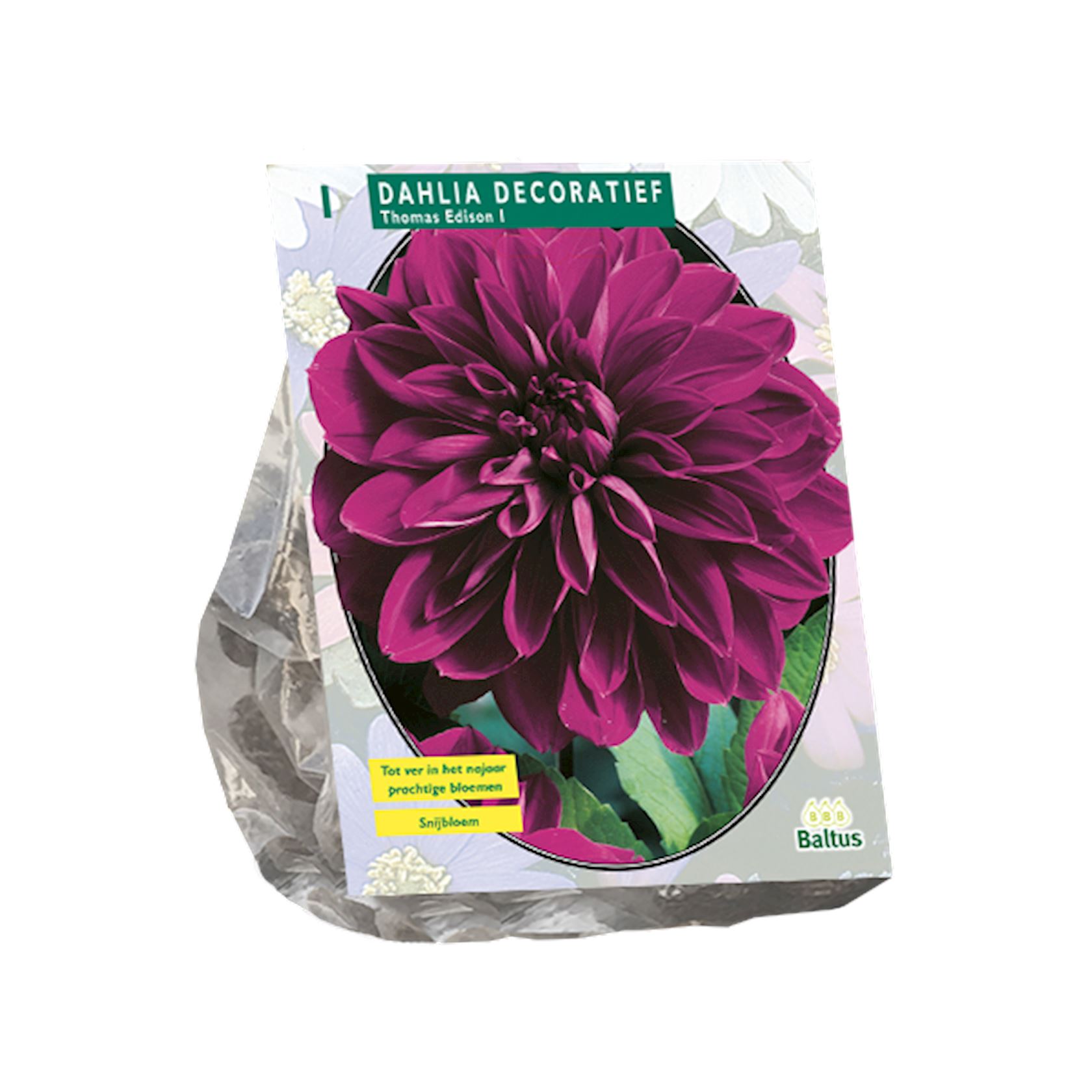 Baltus dahlia'Thomas Edison'- Decoratief - Najaarsbloeiers - 1 bol (oranje, geel) afbeelding